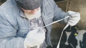 ОТЛИЧНЫЙ  ВЕС ТРЁХ МЕСЯЧНЫХ БЫЧКОВ. ИДЕАЛЬНЫЕ ПРИВЕСЫ БЫЧКОВ