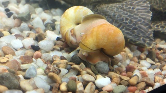 улитки ампулярии.случка улиток.love snails ampulla смотреть онлайн