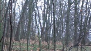 За вешенкой устричной.