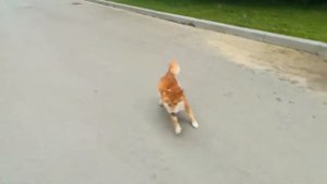 Груминг шибы / Лучшая щётка для сиба ину / Пуходерка