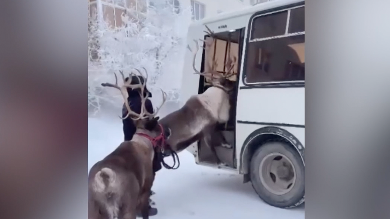 Стадо оленей проехалось на маршрутном автобусе в Якутии