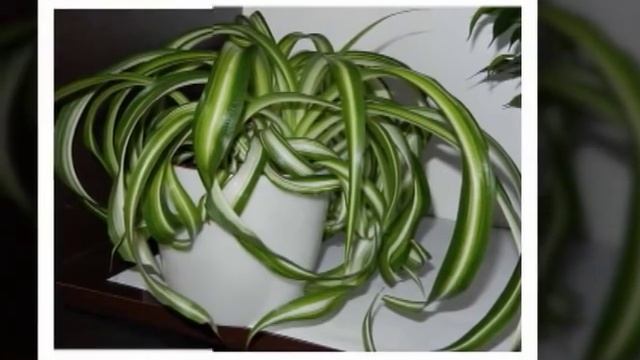 Хлорофитум – неприхотливый и полезный