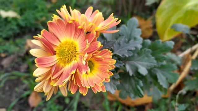 Непрекрасная леди 1 - 4 серии | Мелодрама 2021 смотреть онлайн