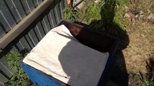 3Переносим Маточник , #ПереносимМаточник