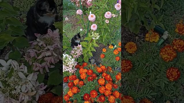 Котёнок караулит бабочку