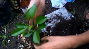 Как пересадить апельсин.