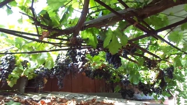 Виноград без химикатов и о "виноградарях" на букву "Б". смотреть онлайн