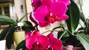 ОБЗОР ДВУХ , ОЧЕНЬ ПОХОЖИХ ОРХИДЕЕК В МОЕЙ КОЛЛЕКЦИИ. «VIVALDI» И «SARASTO».