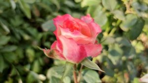 Обзор чайно гибридных роз