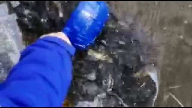 Карпы в бесхозном пруду: секретный эксперимент, 27 серия смотреть онлайн