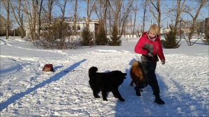 Евразиер Eurasier / Редкая порода собак #собака #собаки #евразиер #собакадругчеловека #собакаулыбак