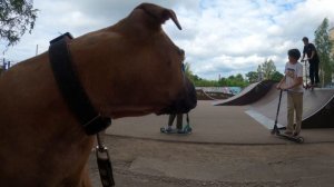 Питбуль в скейтпарке.m4v