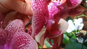 ПРОДОЛЖИТЕЛЬНОСТЬ ЦВЕТЕНИЯ ОРХИДЕЙ. ГОЛДЕН БРИК. АЗИАТСКИЙ ДРАКОН. МИКИ САКУРА. САЛЮТ.