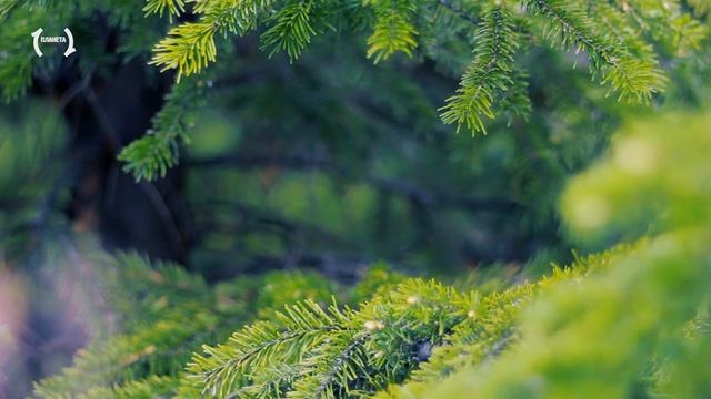 Релакс — 100% Cон! Успокаивающая музыка в Хвойном лесу. Для Расслабления, Сна и Медитации [FullHD] смотреть онлайн