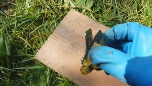 Suzuki Sepia ZZ new,модернизация лепесткового клапана.