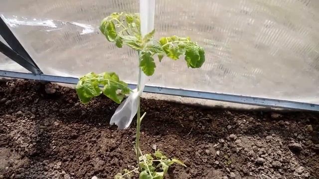 Спасаю замерзшие помидоры в теплице смотреть онлайн