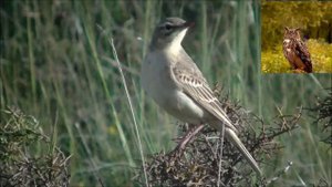 Полевой конек   Anthus campestris