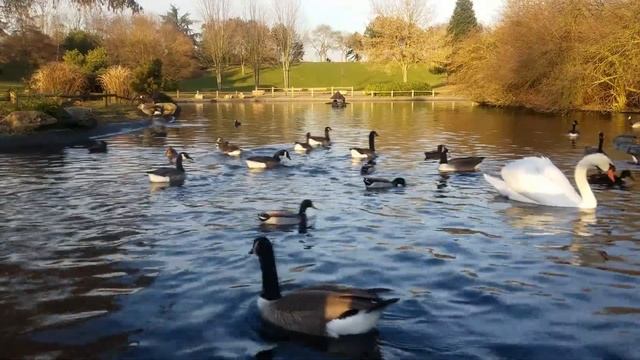 ЛЕБЕДИ ПЛАВАЮТ КРАСИВЫЕ ПТИЦЫ RELAX смотреть онлайн