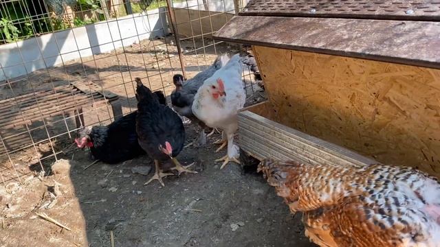 Не нужно ЭТИМ кормить цыплят. смотреть онлайн