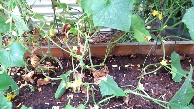 Using Hydrogen Peroxide on Anthracnose & Other Cucumber Fungus Issues: How to Create a Spray Routin смотреть онлайн