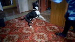 АМСТАФФ КИРА 8 МЕСЯЦЕВ