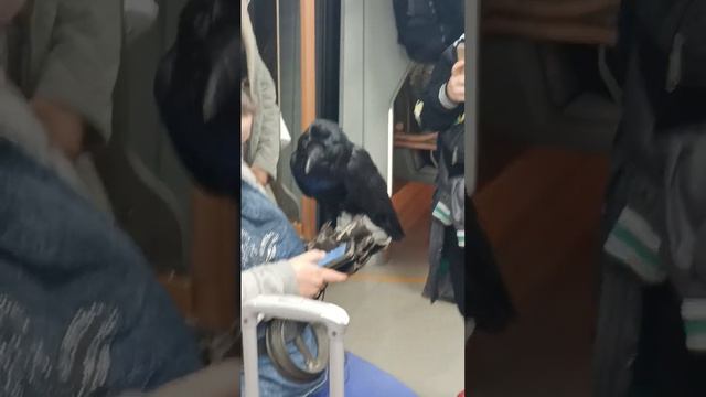 артист кино#говорящий черный ворон#едет на съемки# смотреть онлайн