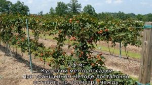 Малина Жар птица