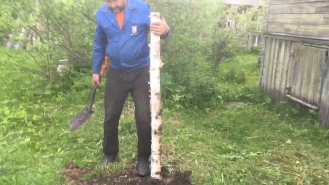 Сажаем цветы на деревья. смотреть онлайн