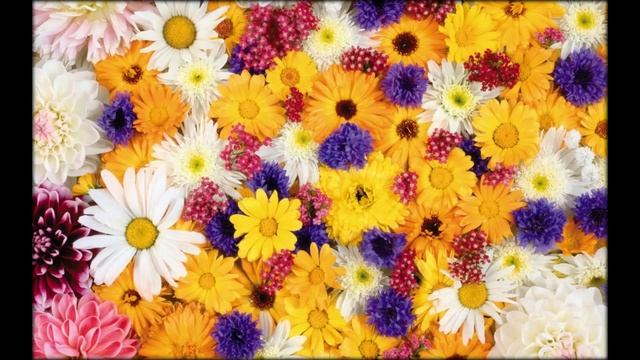 Самые красивые цветы смотреть онлайн