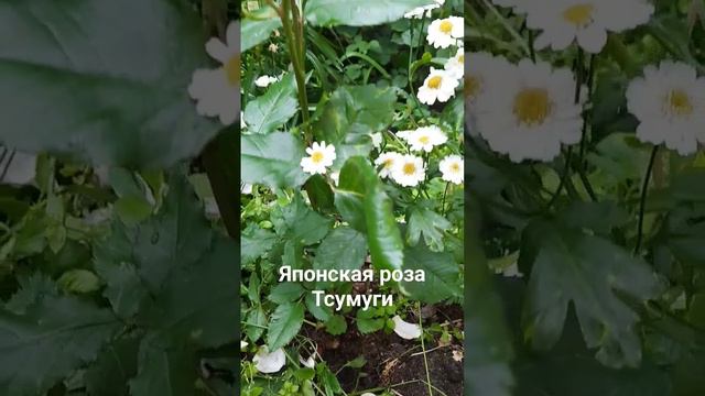 Японская роза Тсумуги.