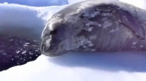 Crybaby Learns to Swim - Тюлень учится плавать