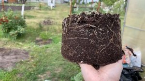 Перевалка гортензии Самарская Лидия из С3 в С10? И слёзы от нормировки моей собакой?