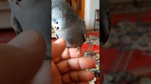 Волнистый попугай ( чех ) ВВП. птенец