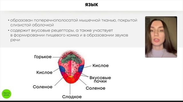 БИОЛОГИЯ ЕГЭ - Пищеварительная система