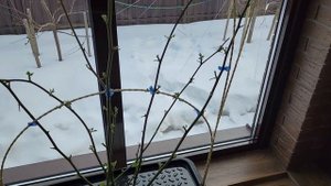 Ежевика в горшках