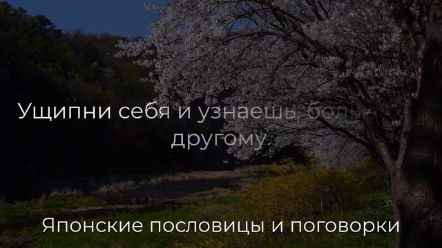 Удивительно точные Японские Пословицы и Поговорки. Пословицы, поговорки, Мудрые мысли.