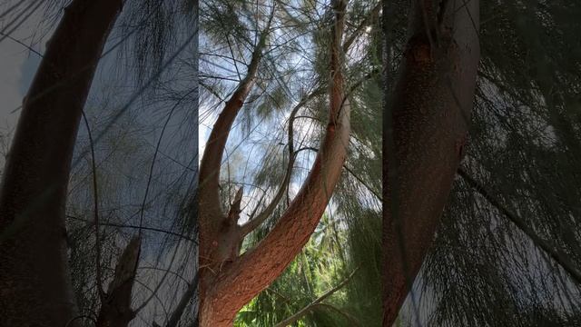 Казуарина хвощевидная (casuarina equisetifolia)