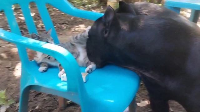 Кане Корсо и Котенок Делят Стул! ?#canecorso #cat #канекорсо #котенок #дача #mma #бокс смотреть онлайн