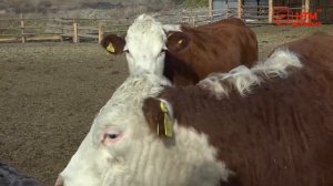 Агростартап в селе Косогоры