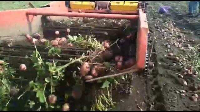 Сорт Эволюшн из Свердловской области