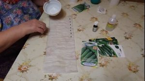 Замачиваю семена огурцов для раннего урожая. I soak cucumber seeds for an early harvest.