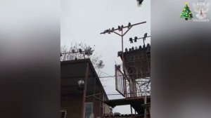 Николаевские голуби Лысенко Виктора 2020