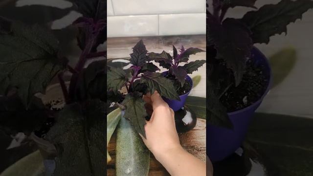 гинура прекрасная 🌱 смотреть онлайн