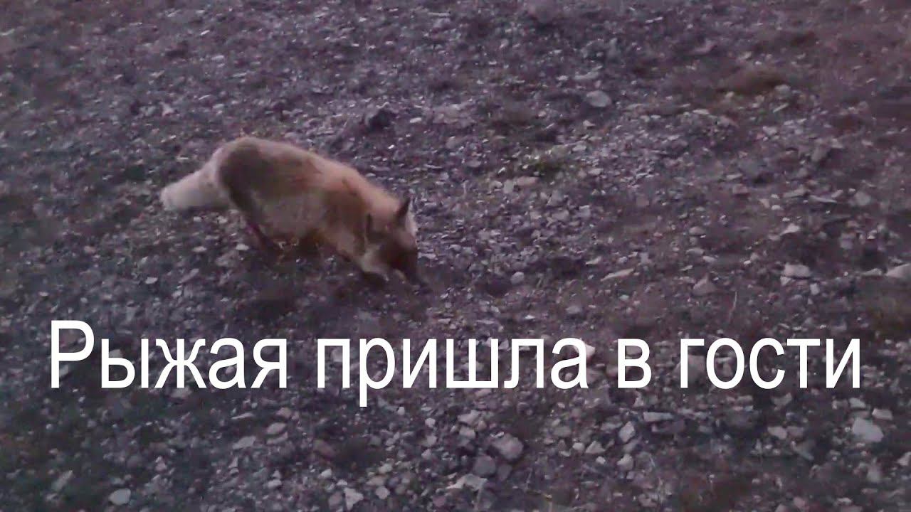 Рыжая пришла в гости // #Лисичка #ТенькинскаяТрасса