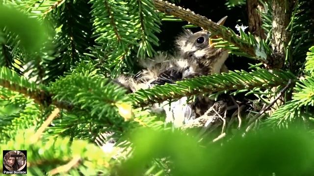 Птенцы дрозда-рябинника. Как выглядят птенцы дрозда рябинника, гнездо дрозда-рябинника. Видео 02. смотреть онлайн