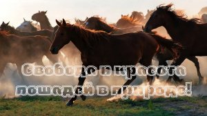 Лошади. Свобода и красота лошадей в природе! Красивая музыка. Музыка для души.