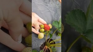 Клубника Хоней,Азия,Альбион,Кабрило первый урожай