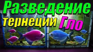 Разведение тернеции Глофиш. [Посадил на нерест две пары тернеций]