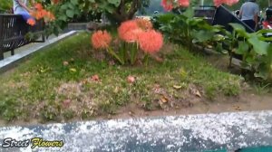 Blood Lily - Scadoxus multiflorus - December Flower Plant is blooming in the garden