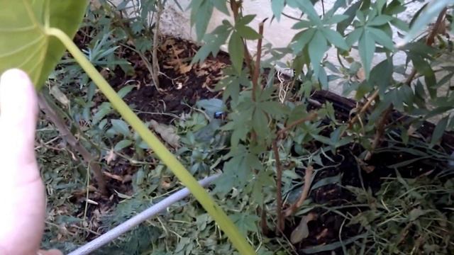 How To Grow Giant Elephant Ear,  Colocasia Tropical Plant From Supermarket Bulbs Video